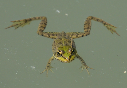 Wasserfrosch