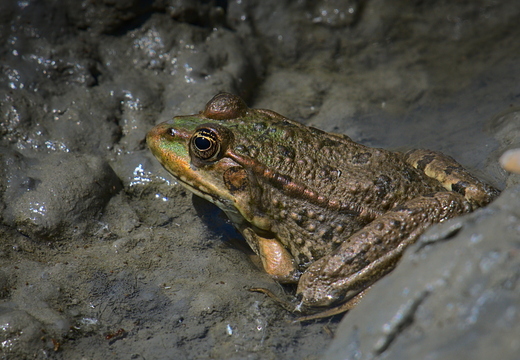 Wasserfrosch