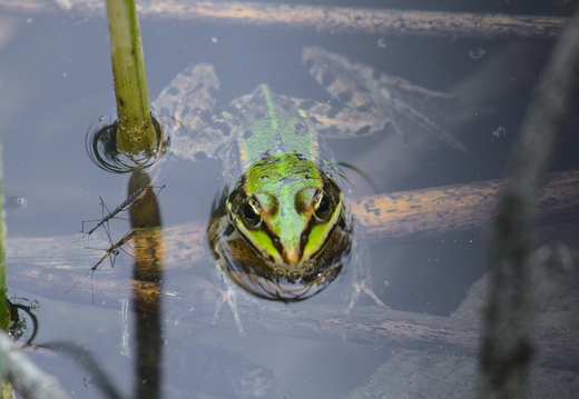 Wasserfrosch