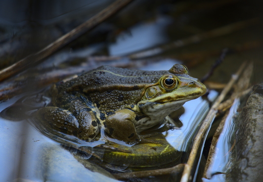 Wasserfrosch