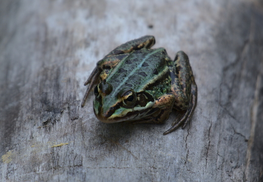 Wasserfrosch