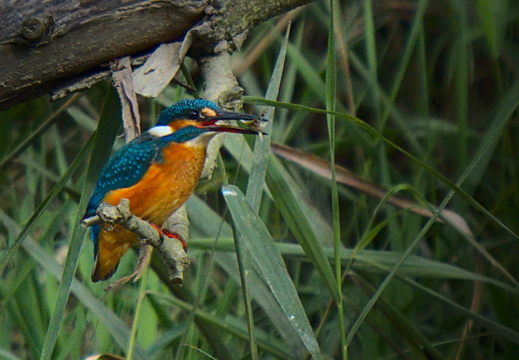 Eisvogel