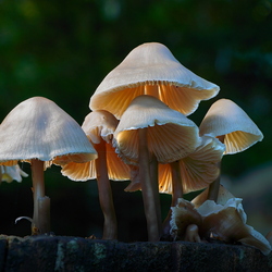 Pilze