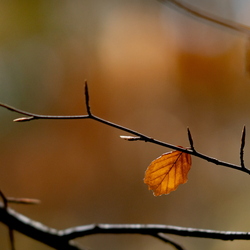 Diverses