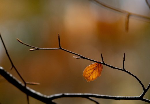 Diverses