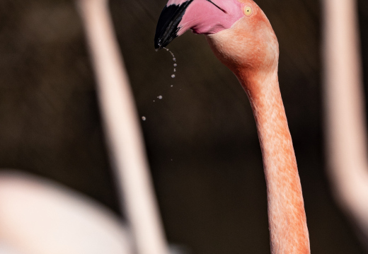 Flamingos