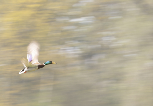 IMG 5707-Verbessert-SR