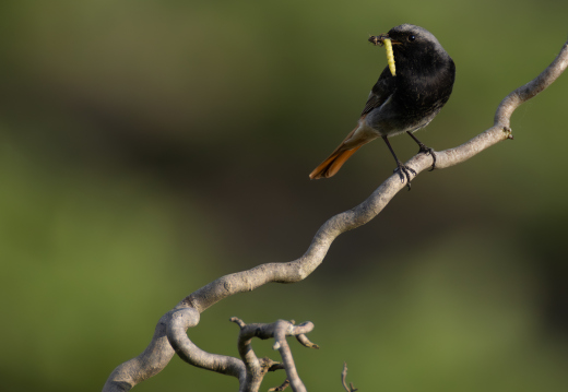 IMG 4614-Verbessert-RR