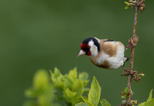 IMG 9654-Verbessert-RR