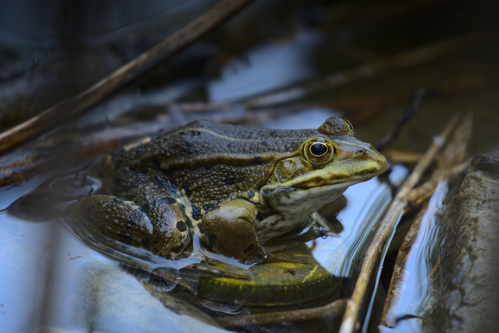 Wasserfrosch