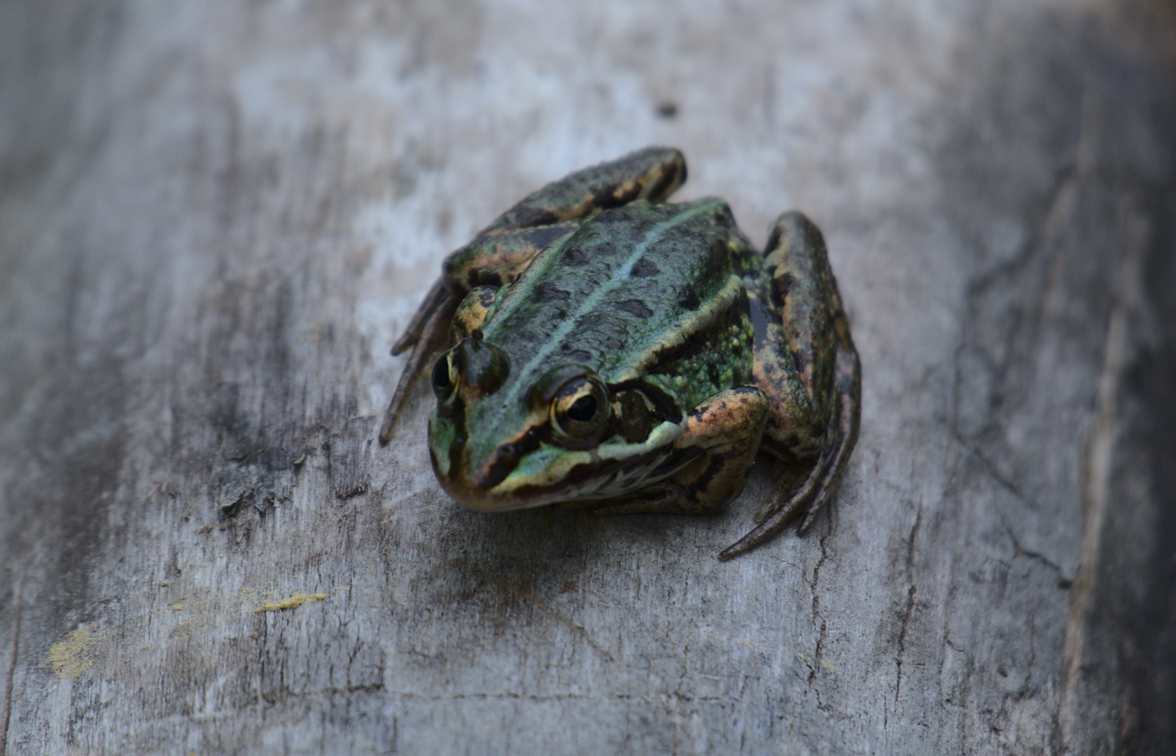 Wasserfrosch