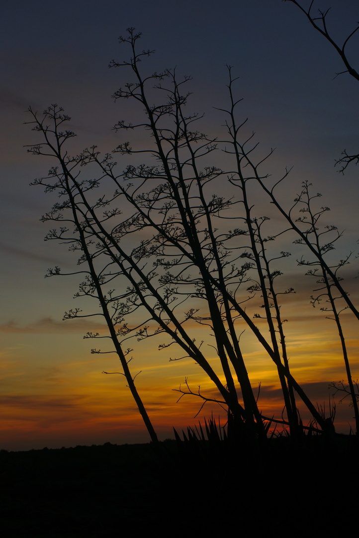 DSC05831.jpg